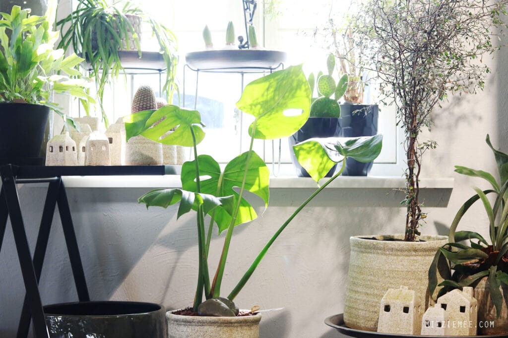 Besuch im Blumen-shop - Gardenia in Fredericia