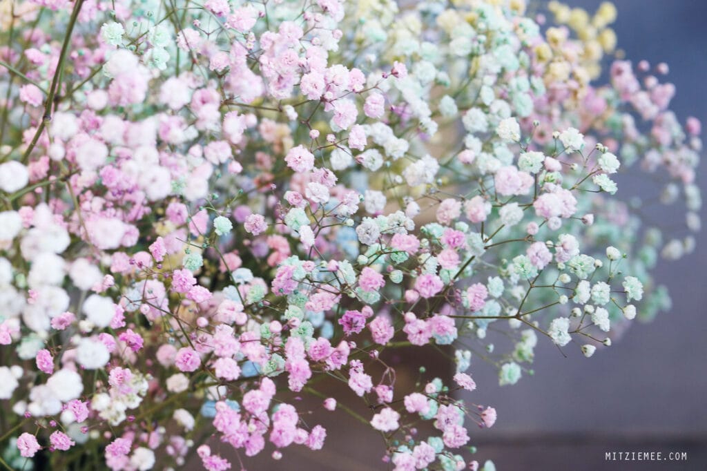 Besuch im Blumen-shop - Gardenia in Fredericia