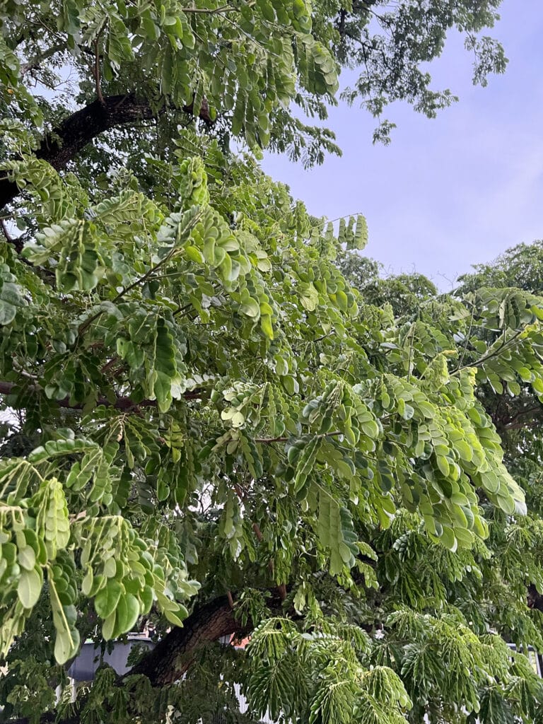 Bangkok: Benchakitti Forest Park - Eine grüne Oase in der Stadt