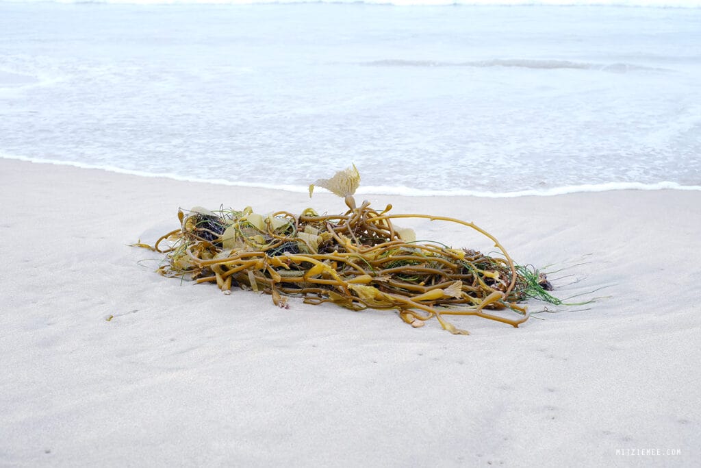 Los Angeles: Manhattan Beach Pier