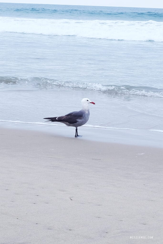 Los Angeles: Manhattan Beach Pier