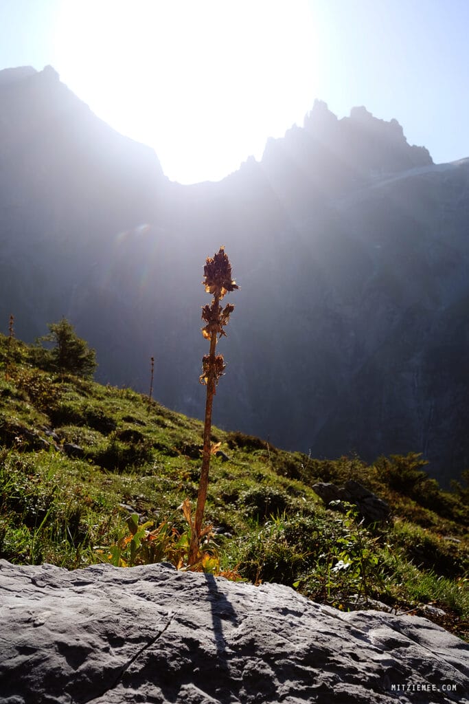 Engelberg: Fürenalp Morgendwanderung - Grotzliweg
