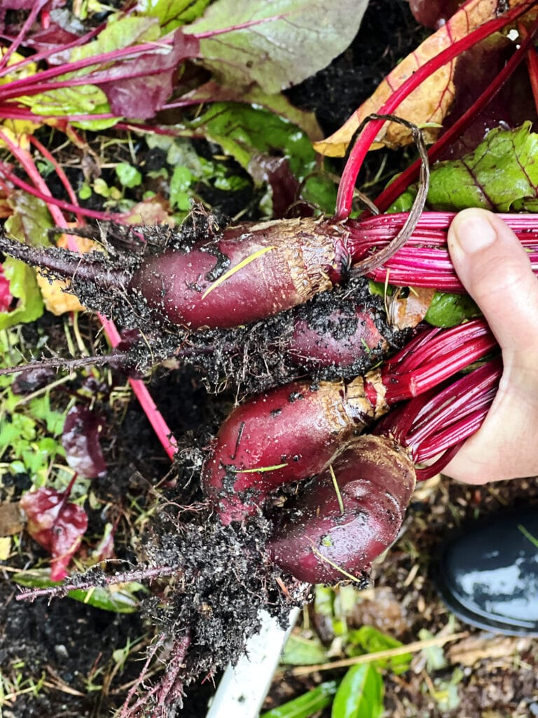 Rezept: Dänische Eingelegte Rote Bete