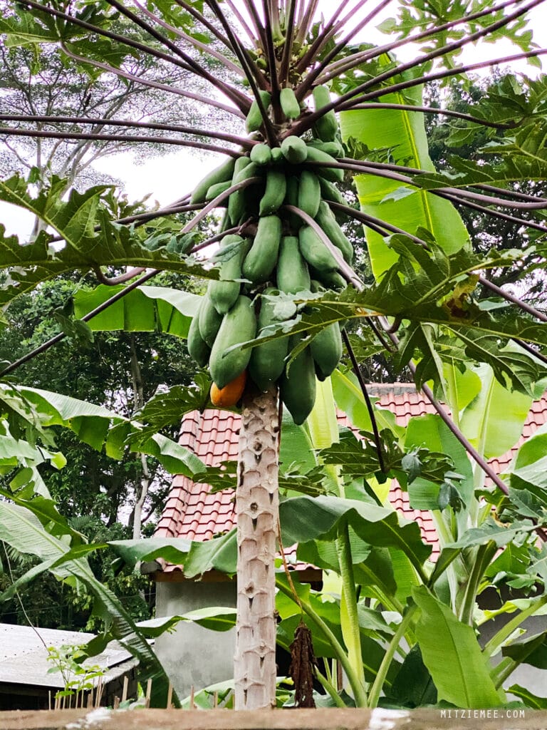 Mein Aufenthalt in der Bali Putra Villa in Ubud.