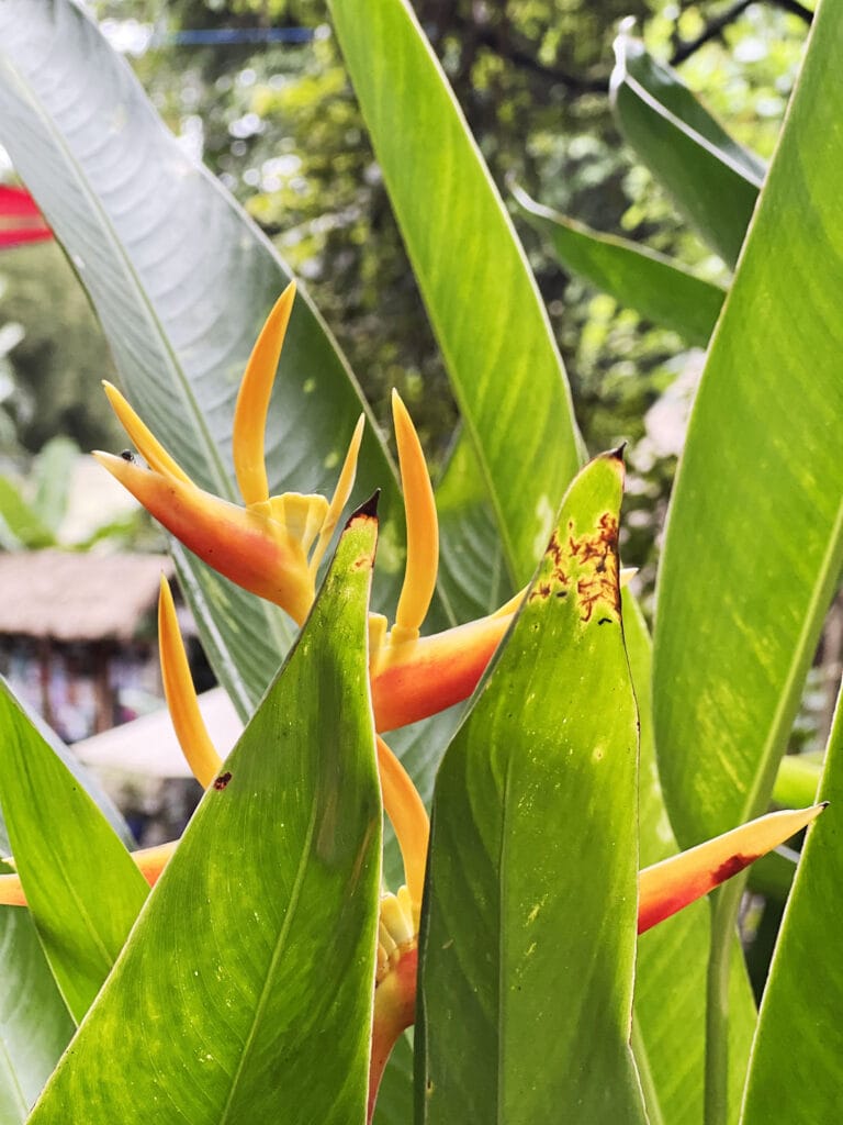 Zurück in Bali – Ubud & Yoga Barn