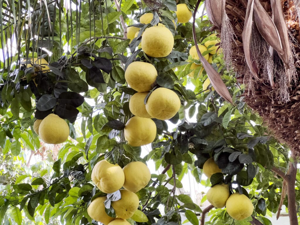 New York Botanical Garden: The Orchid Show – Florals in Fashion