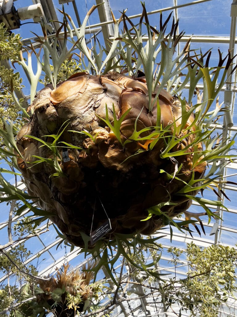 New York Botanical Garden: The Orchid Show – Florals in Fashion