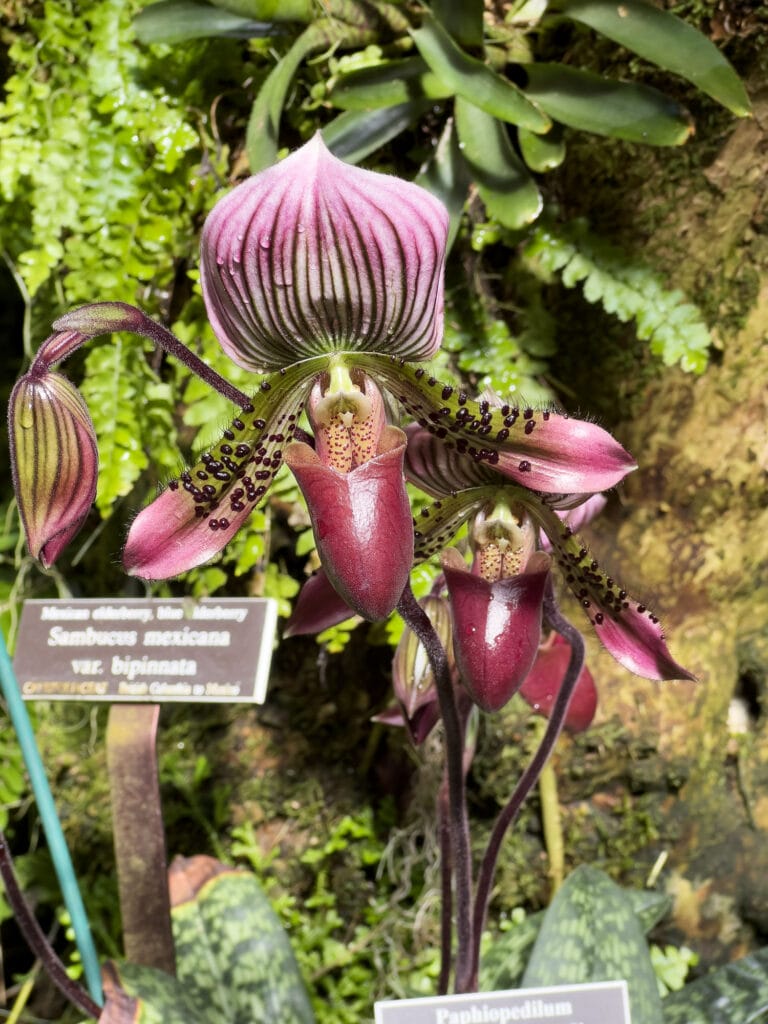 New York Botanical Garden: The Orchid Show – Florals in Fashion