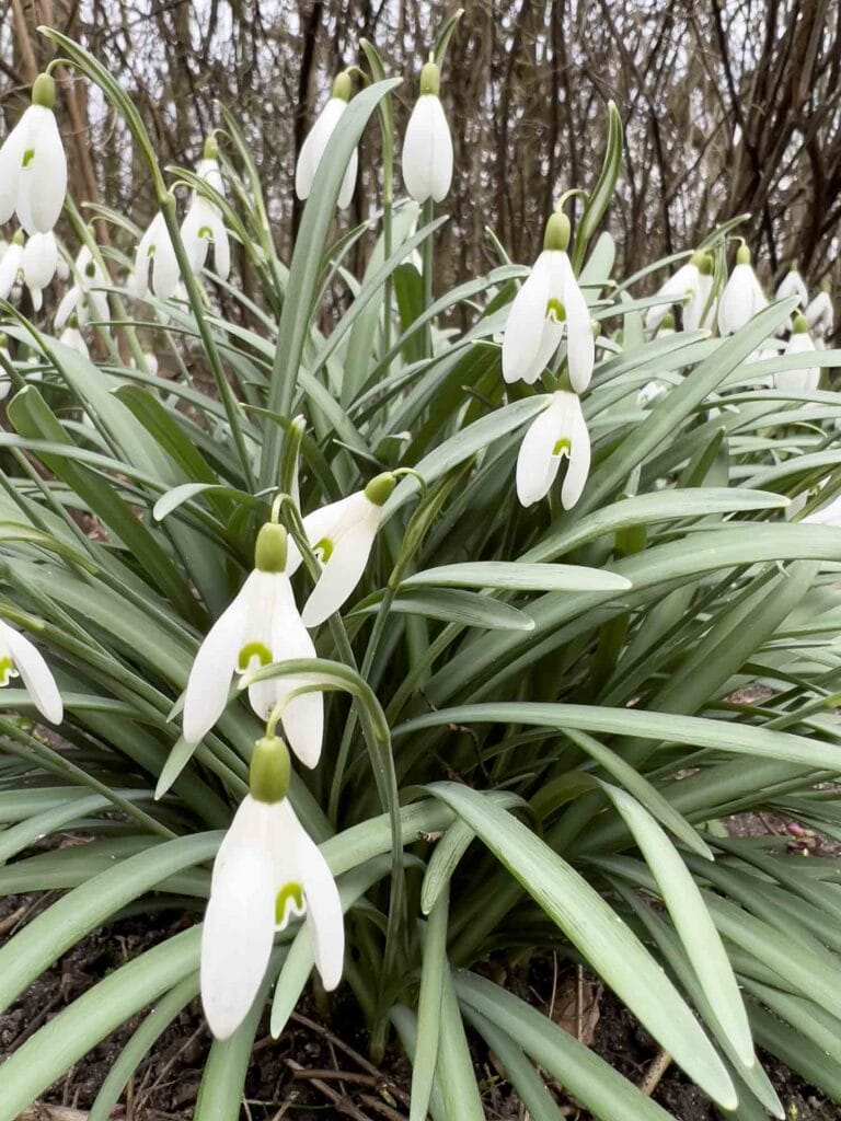 Dänemark: Gækkebreve und Schokoladeneier – Eine dänische Ostertradition