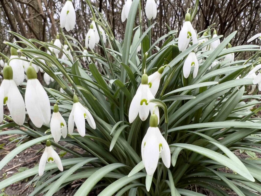 Dänemark: Gækkebreve und Schokoladeneier – Eine dänische Ostertradition