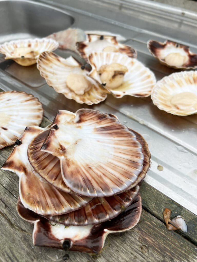 Ein Abend in Farsund – Jakobsmuscheln und Weißwein