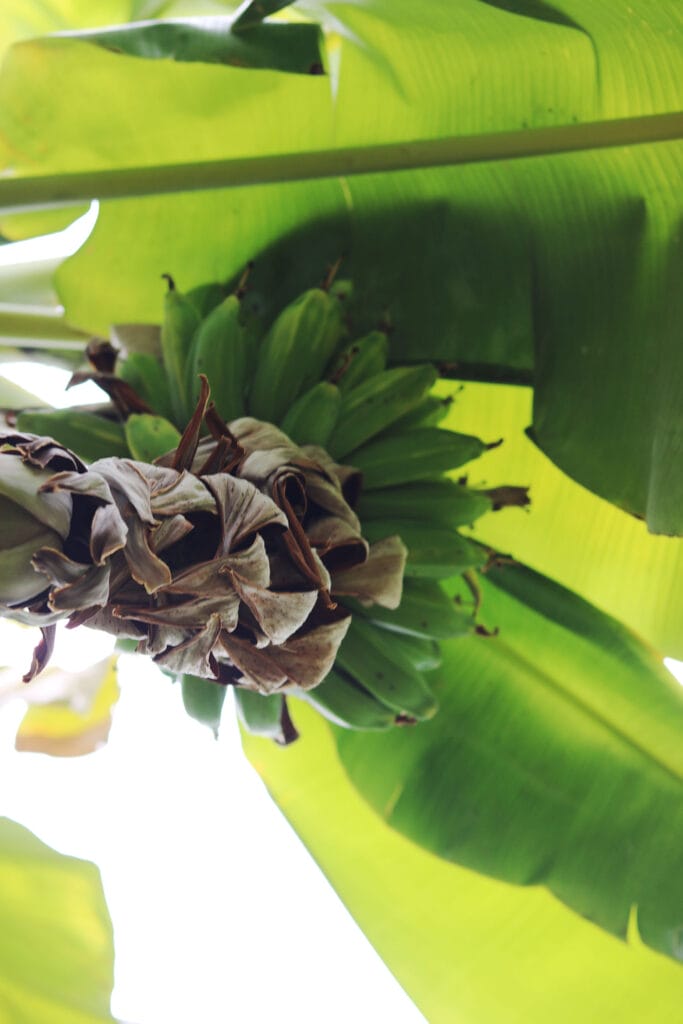 So bereitest du Bananenblätter fürs Kochen vor