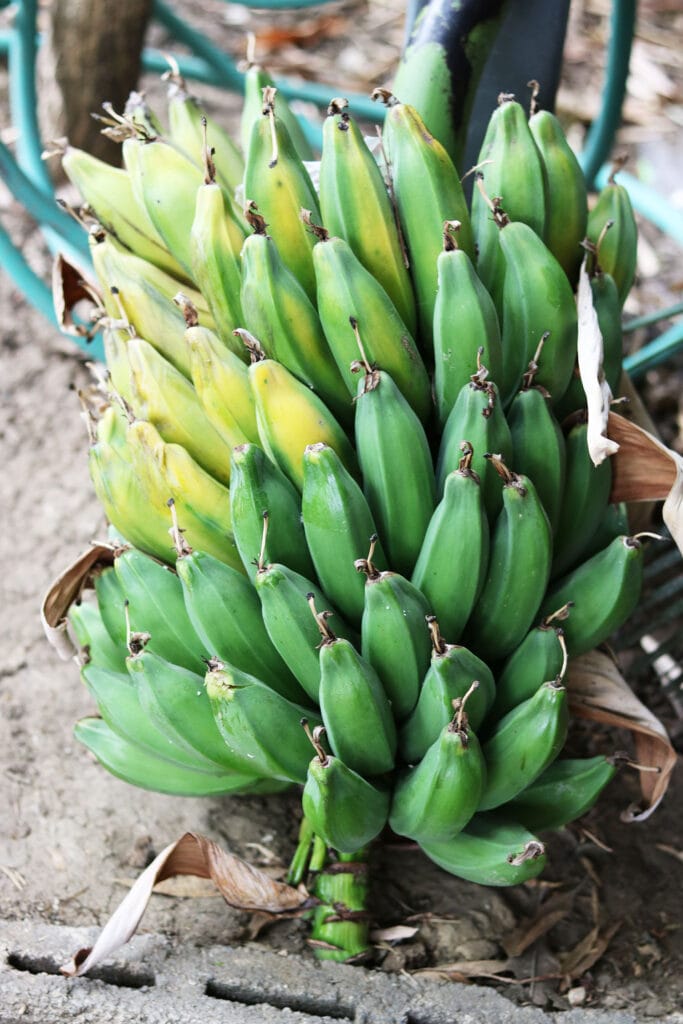 So bereitest du Bananenblätter fürs Kochen vor