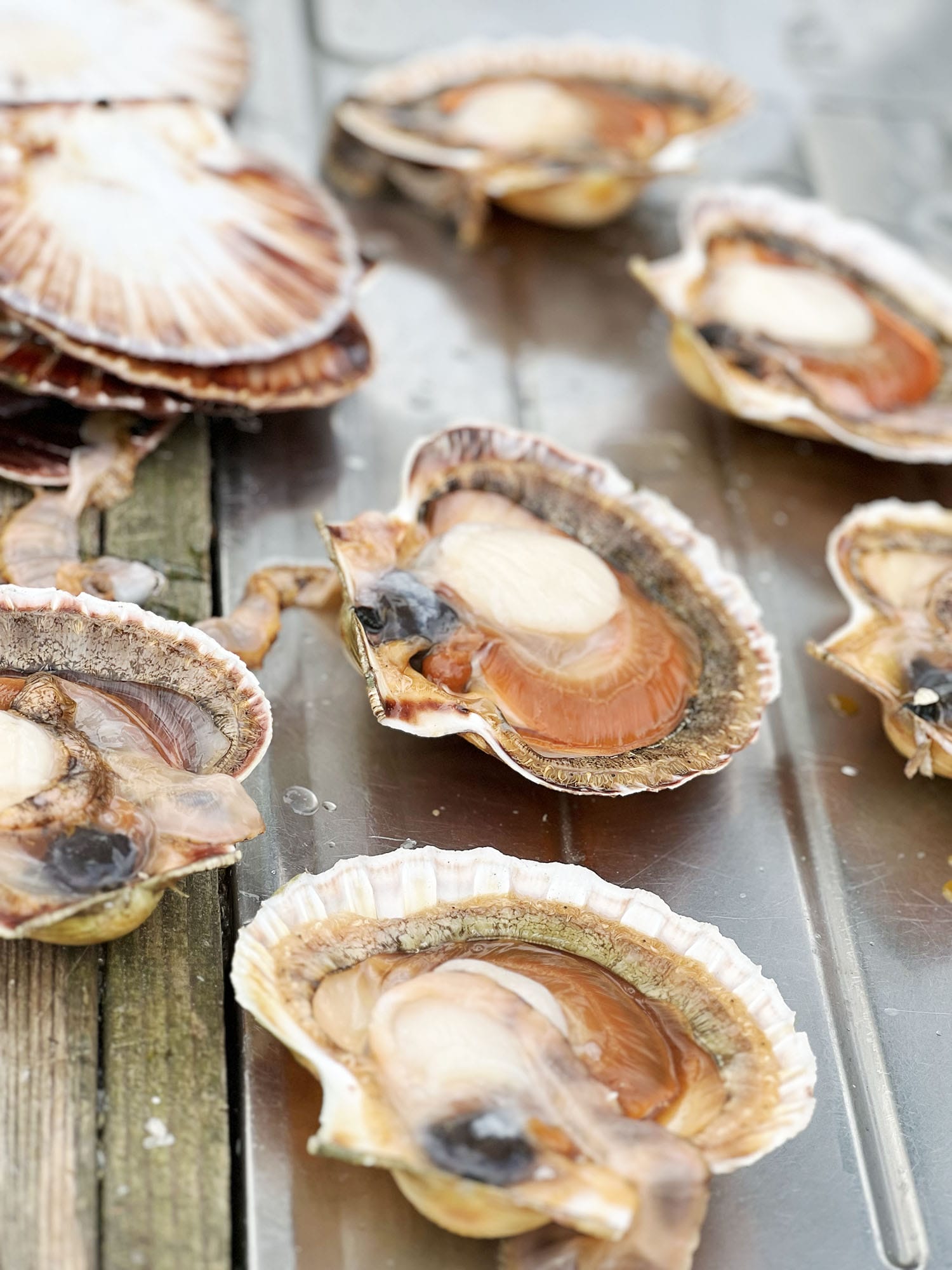 Rezept: Kristians fantastische Meeresfrüchtepasta mit Jakobsmuscheln