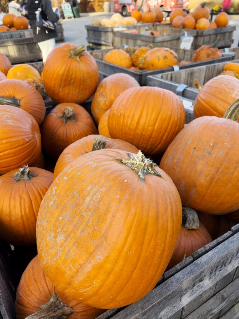 Rezept: Geröstete Kürbiskerne mit Harissa