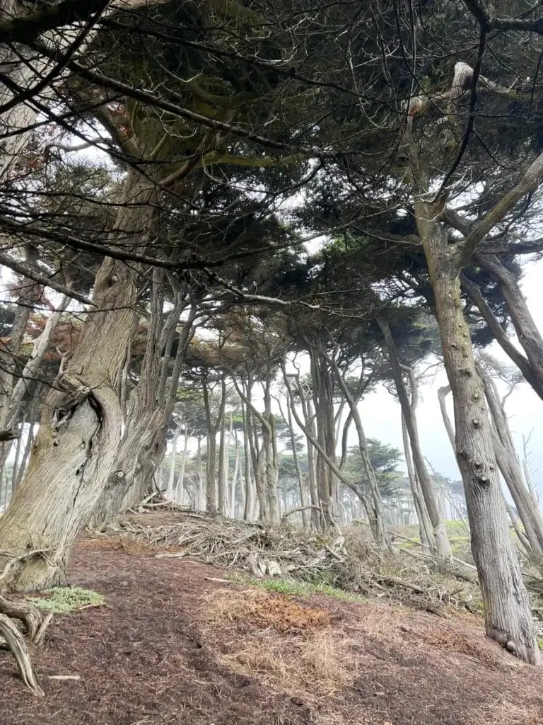 San Francisco Lands End