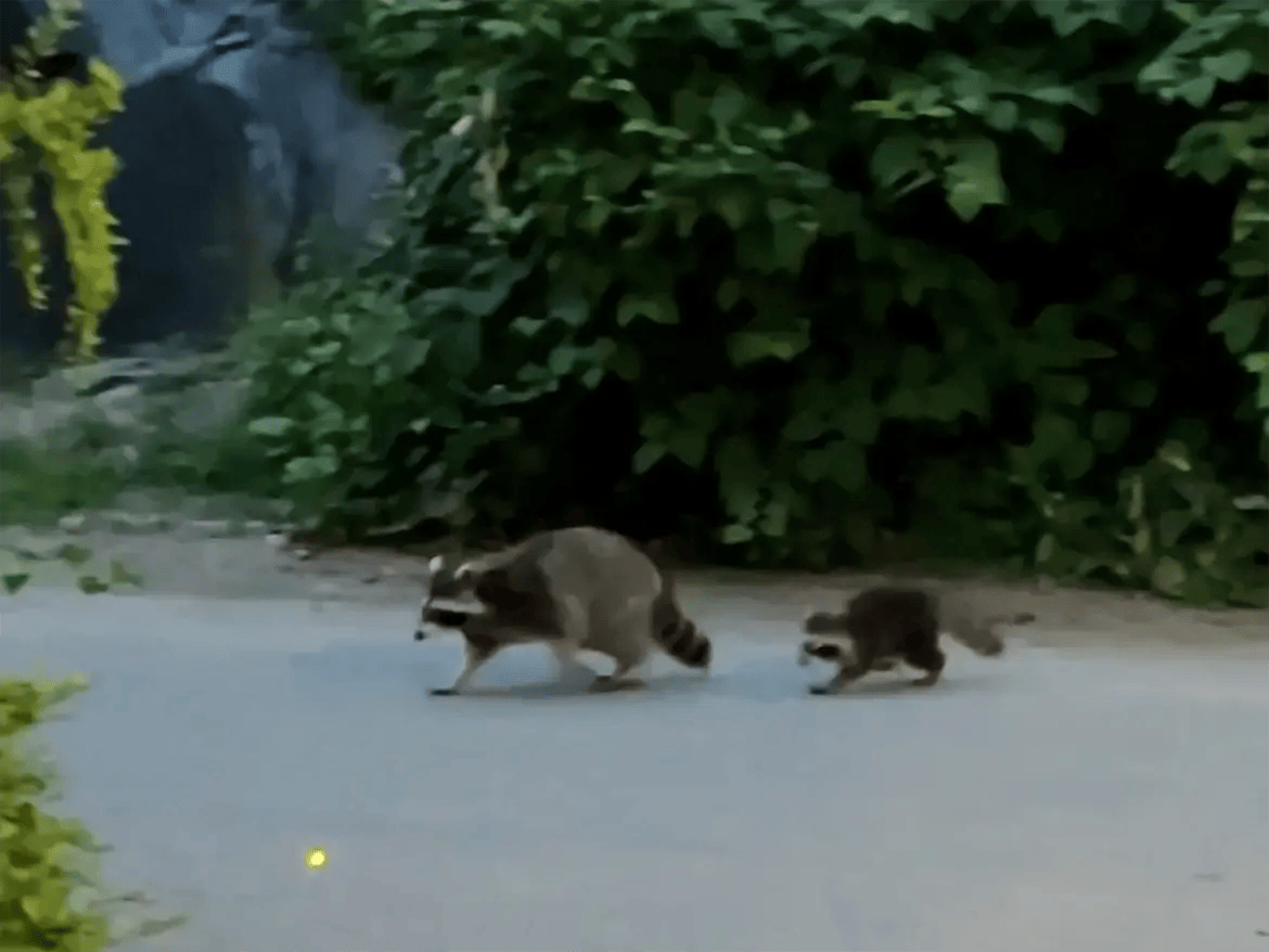 New York: Waschbären im Central Park